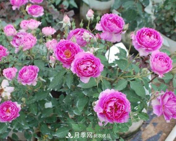 月季花什么品種好看？9大驚艷花友的月季品種(圖8)