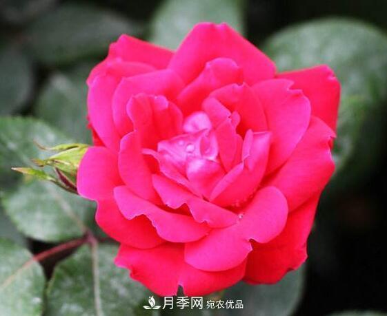 月季花什么品種好看？9大驚艷花友的月季品種(圖9)