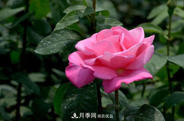 月季花的簡單養(yǎng)護(hù)技巧(圖1)