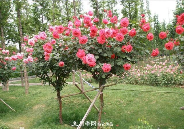 月季樹(shù)花期長(zhǎng)，花型好看，栽種簡(jiǎn)單，適合盆栽地栽(圖3)