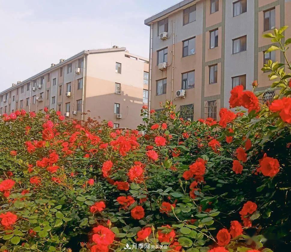 房地產(chǎn)小區(qū)綠化用上網(wǎng)紅月季花，怎么樣？業(yè)主贊不絕口(圖4)