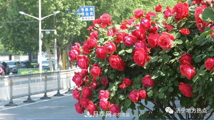 山東濟(jì)寧街頭月季花開正艷 芳香怡人(圖1)