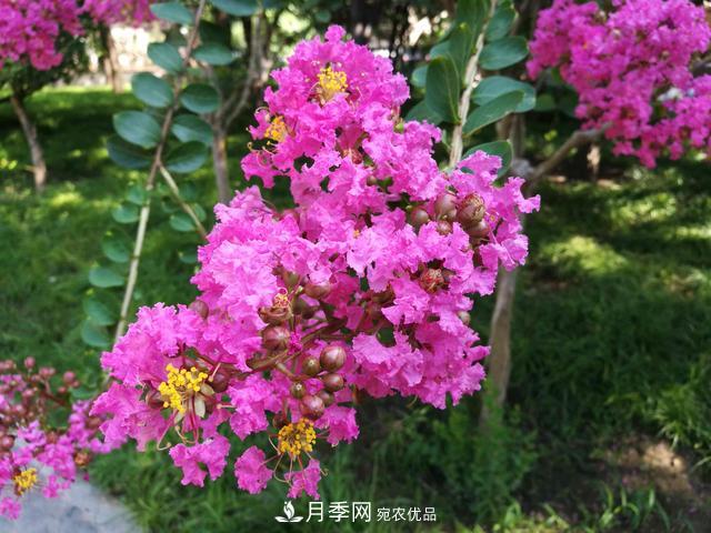 1棵紫薇開花1000朵，花期達100天，人稱“百日紅”，能活100年(圖3)