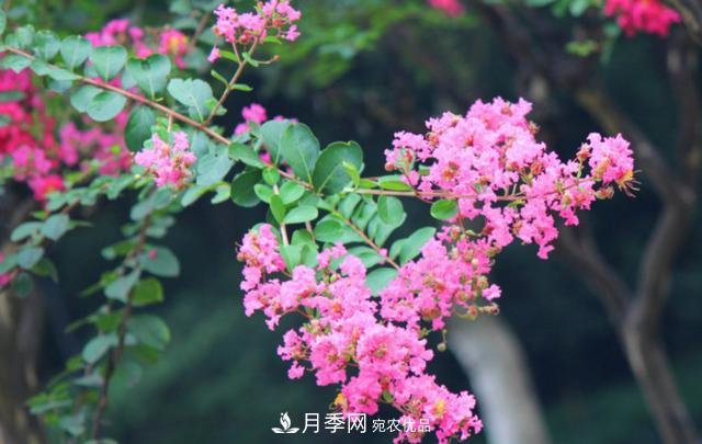 1棵紫薇開花1000朵，花期達100天，人稱“百日紅”，能活100年(圖5)