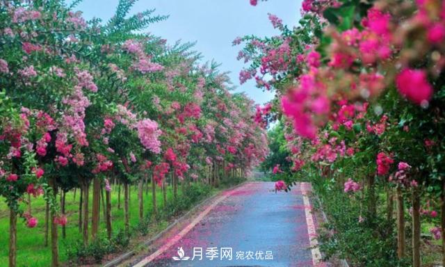 1棵紫薇開花1000朵，花期達100天，人稱“百日紅”，能活100年(圖4)