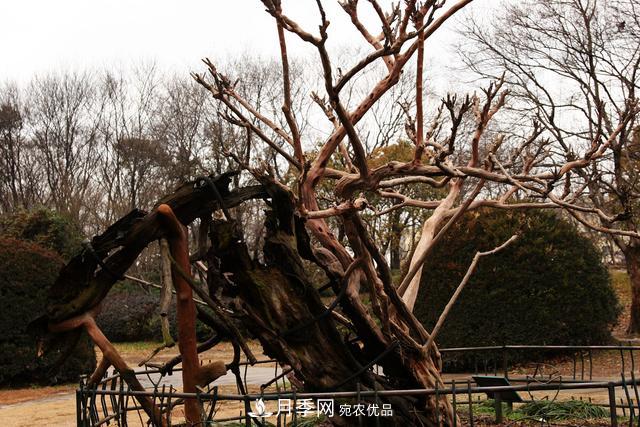 1棵紫薇開花1000朵，花期達100天，人稱“百日紅”，能活100年(圖7)