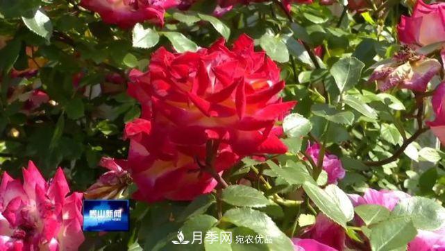 青島嶗山月季花開 四條步行道成網(wǎng)紅(圖1)