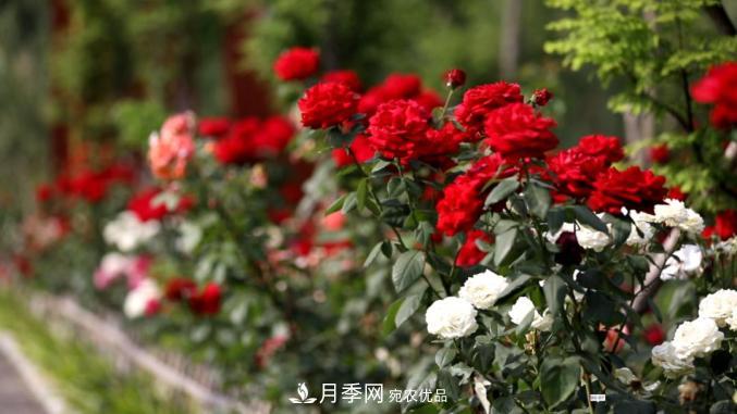 初夏，于山東梁山縣濱河大道邂逅月季花海(圖3)