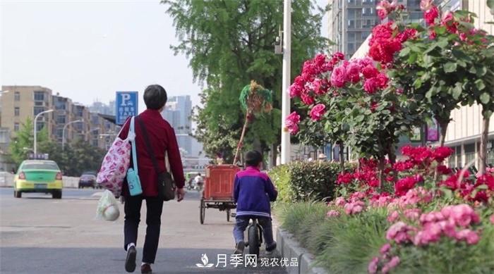 用臥龍月季花海裝扮 把襄陽變得更美(圖1)