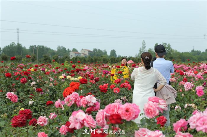 用臥龍月季花海裝扮 把襄陽變得更美(圖3)