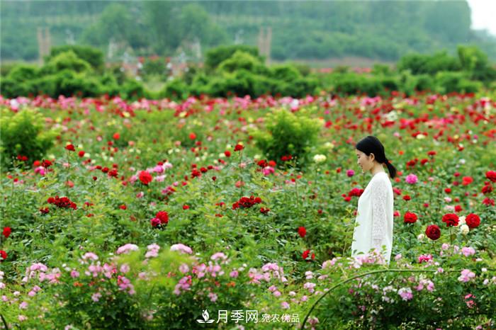 用臥龍月季花海裝扮 把襄陽變得更美(圖4)