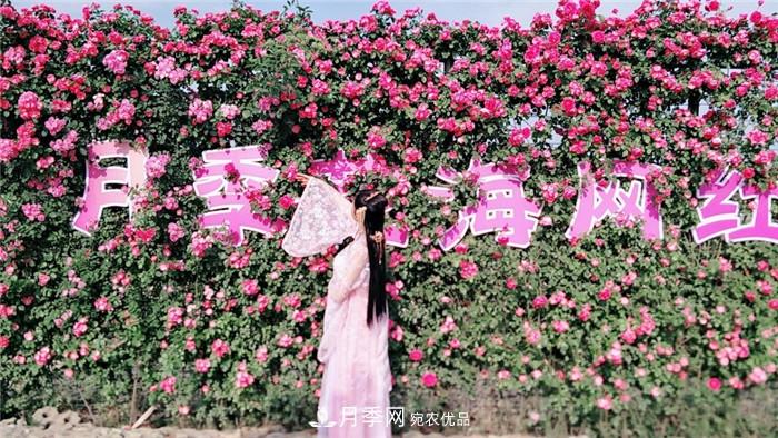 用臥龍月季花海裝扮 把襄陽變得更美(圖7)