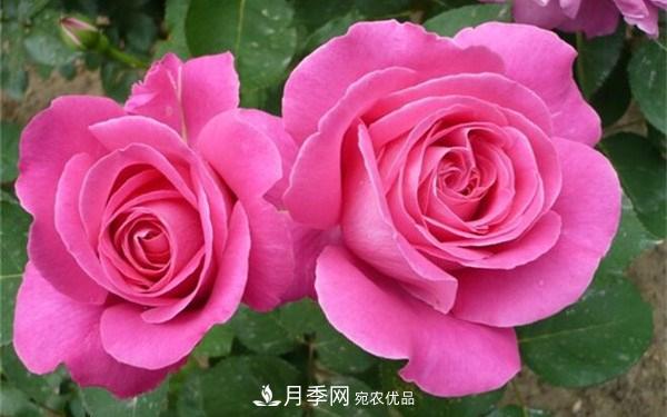 花大、濃香且適合新手栽種的3個(gè)大花月季品種推薦(圖2)