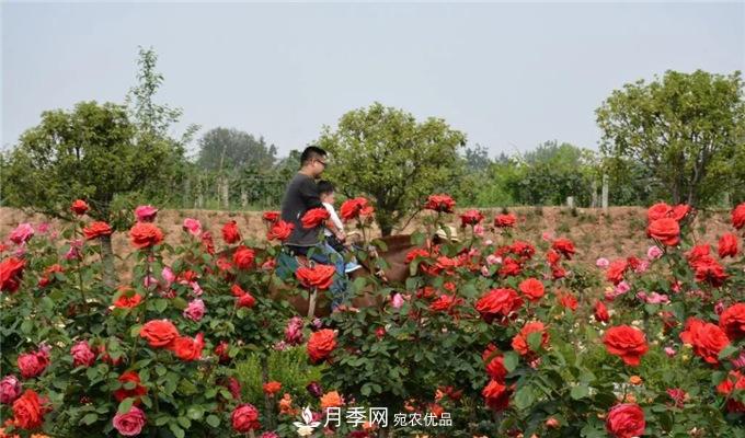 賞月季 南陽西峽縣黃獅月季文化園更讓人流連忘返(圖2)