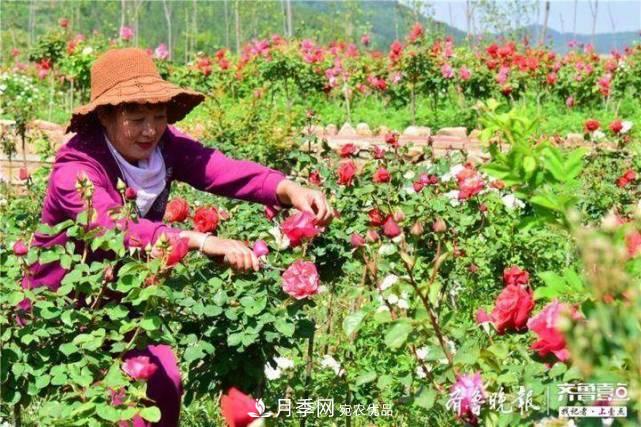 山東淄博沂源60畝月季花競放，美麗產(chǎn)業(yè)助推特色鄉(xiāng)村旅游(圖1)