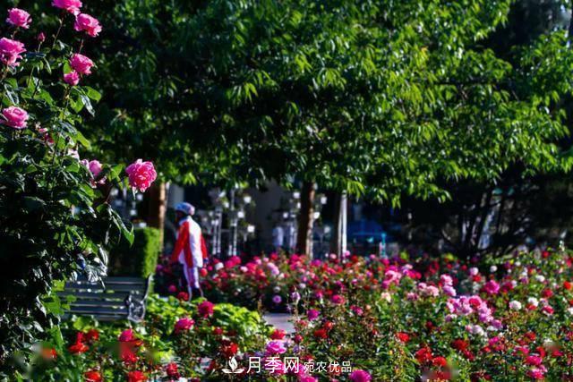 冉冉初夏，河北秦皇島十余處月季花海等你邂逅！(圖2)