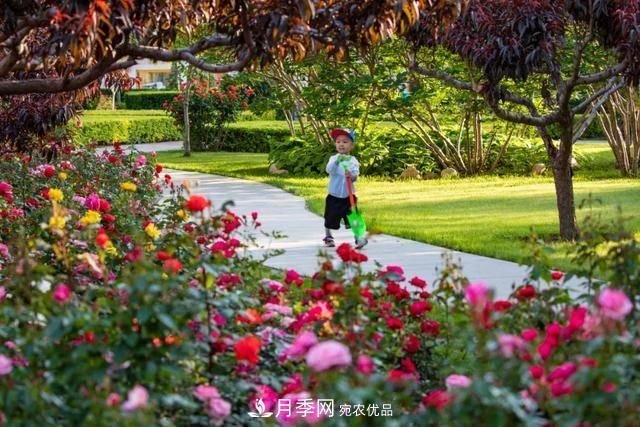 冉冉初夏，河北秦皇島十余處月季花海等你邂逅！(圖1)