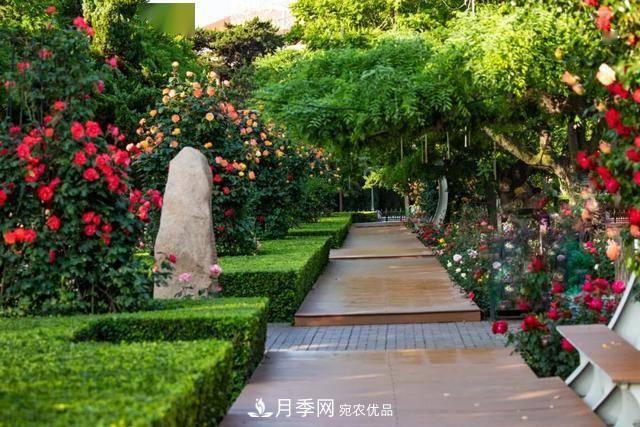 秦皇島適合養(yǎng)月季花，市花和市樹是什么(圖1)