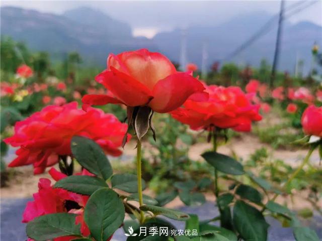 河南安陽林州：到這里來看月季花海(圖3)