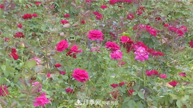 河南安陽林州：到這里來看月季花海(圖6)