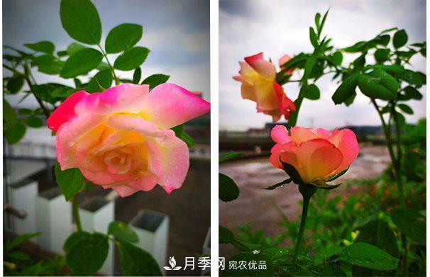 炎熱的7月，月季花夏天能暴曬嗎(圖1)