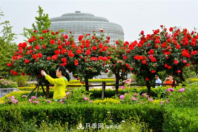 鄭州月季市花文化(圖1)