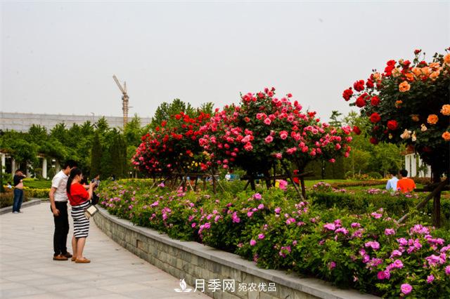 鄭州月季市花文化(圖2)