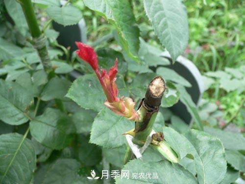 想要多色月季花？一個方法滿足你(圖2)