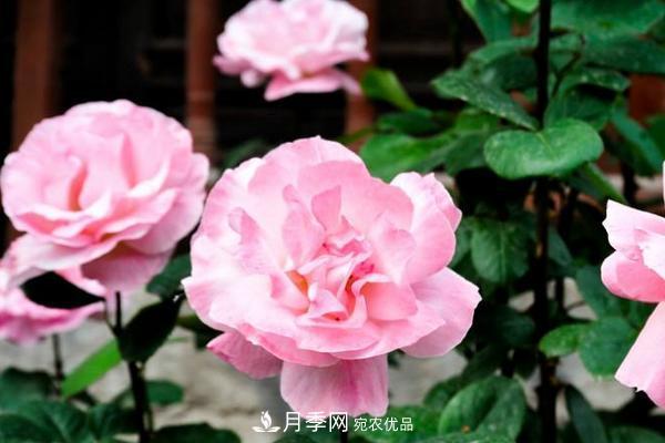 夏季陰雨綿綿，要花命，你的月季還在嗎？(圖2)