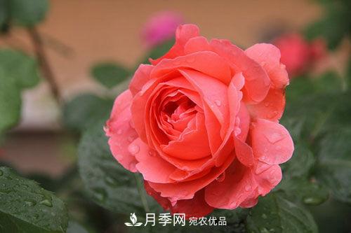 夏季陰雨綿綿，要花命，你的月季還在嗎？(圖3)