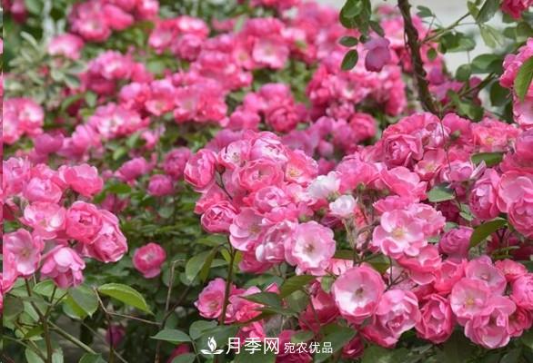 廣東種月季，首選這15個(gè)品種，一年花開10個(gè)月！(圖4)