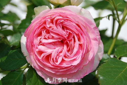 審美觀不同，哪些月季花品種是花友公認(rèn)必備的？(圖4)