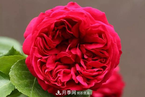 紅色沙龍寶石月季日常如何養(yǎng)護管理？(圖1)