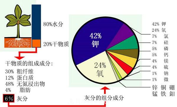 月季缺肥的表現(xiàn)以及處理方法(圖1)