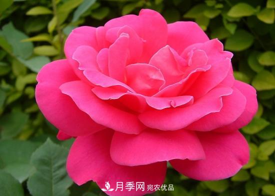 月季開花天數為何長短不一？月季花期分析(圖1)