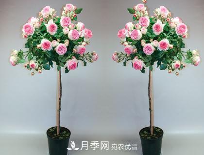 用野生薔薇嫁接灌木月季，能不能養(yǎng)成樹狀月季？(圖2)