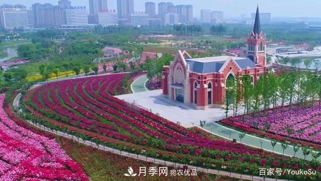 來山東聊城九州洼月季公園，邂逅璀璨月季花海(圖2)