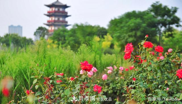 來山東聊城九州洼月季公園，邂逅璀璨月季花海(圖4)