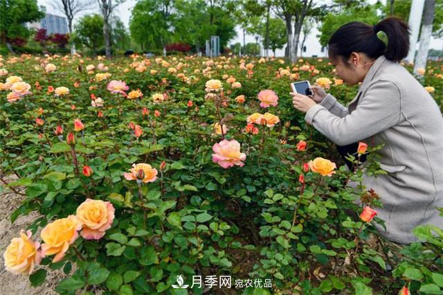 浙江東陽(yáng)8萬(wàn)株月季花開(kāi)城市公園添新景(圖集)(圖1)