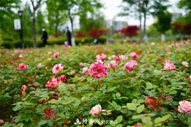 浙江東陽(yáng)8萬(wàn)株月季花開(kāi)城市公園添新景(圖集)(圖5)