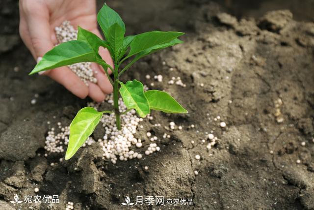 苗木種植成活率控制技術，及種植前的準備工作(圖6)