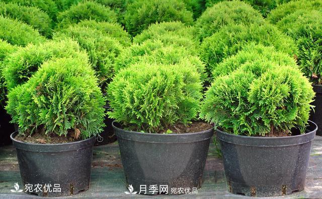 苗木種植成活率控制技術，及種植前的準備工作(圖3)