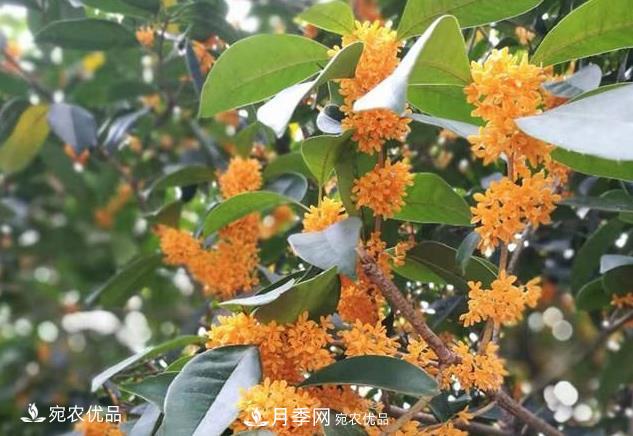 南陽苗木基地盤點(diǎn)桂花樹的四大品種，哪種***香***好***名貴？(圖2)