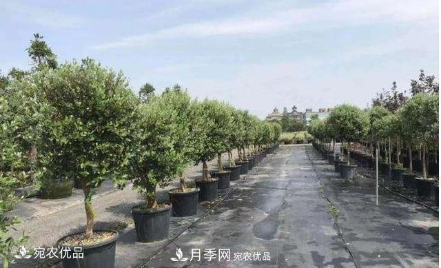 北方園林需求旺盛，分享大規(guī)格容器苗木培育技術(shù)以及管理方法(圖10)