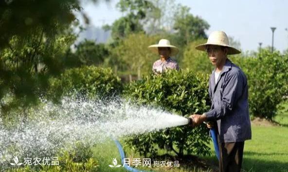 澆水學三年，南陽苗木合作社教你澆水的學問大著呢(圖1)