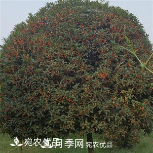 南陽精品桂花球，3-5公分桂花苗桂花樹(圖3)