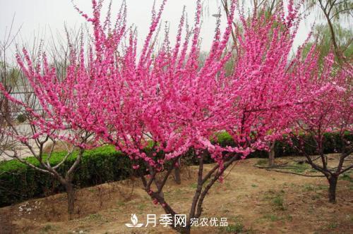 北方種植哪些開花的苗木、花卉比較適合？(圖2)