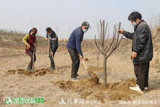 南陽(yáng)南召縣苗木產(chǎn)業(yè)奪勝利 生態(tài)扶貧收紅利(圖2)