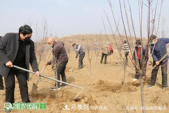 南陽(yáng)南召縣苗木產(chǎn)業(yè)奪勝利 生態(tài)扶貧收紅利(圖1)