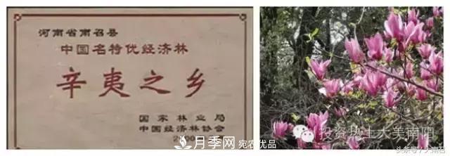 原創(chuàng)讀書：南召辛夷(圖2)